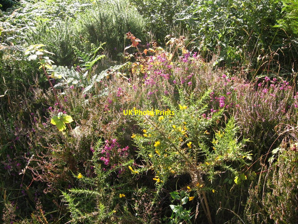 Photo 6"x4" Heather and Gorse Caerphilly\/Caerffil c2008