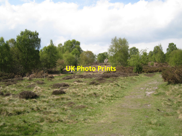 Photo 6"x4" Heathland with birch, Sutton Park Tudor Hill c2010