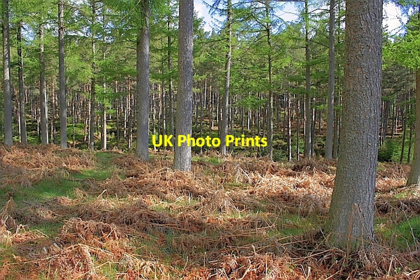 Photo 6"x4" Dipton Wood Beauclerc c2010