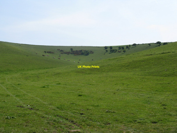 Photo 6"x4" Cattle grazing in Stump Bottom Kingston near Lewes c2010