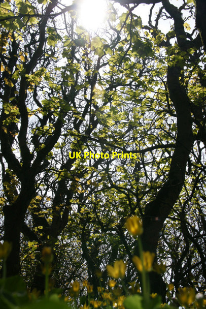 Photo 6"x4" Sycamores in Halligarth Baltasound c2010