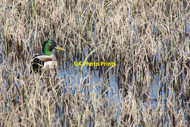 Photo 6"x4" Male Mallard (Anas platyrhynchos), Haroldswick pool Bothen c2010