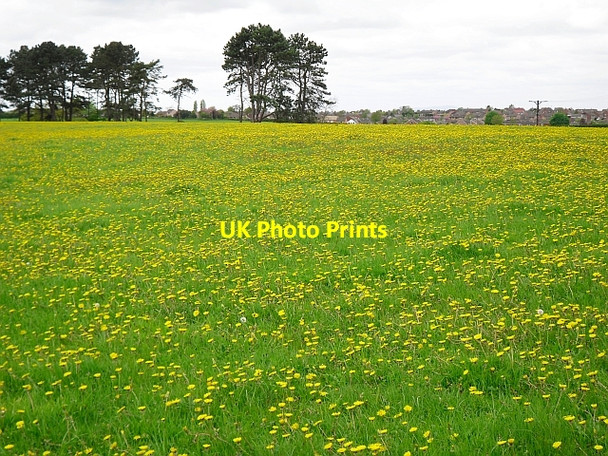 Photo 6"x4" A host of golden...dandelions? Garlands\/NY4354 c2010