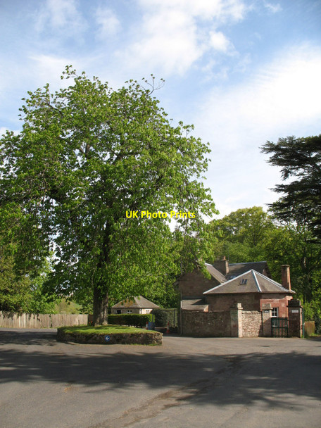 Photo 6"x4" Horse Chestnut Tree at Dryburgh Abbey Car Park Dryburgh\/NT5931 c2010