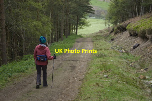 Photo 6"x4" Track through forestry plantation above Baysdale Abbey Battersby c2010