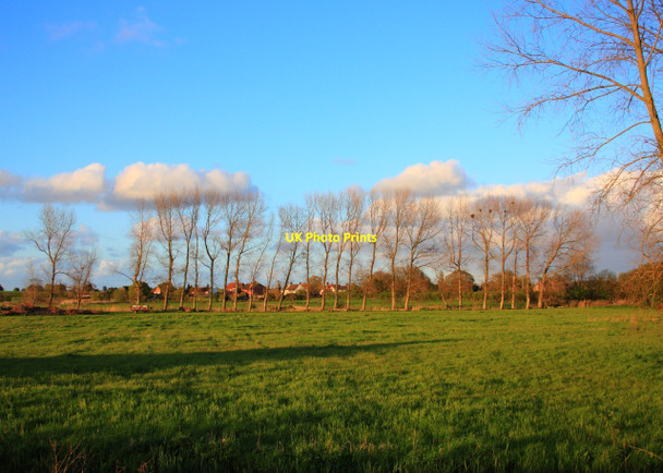 Photo 6"x4" Line of trees, Ludham Bridge Johnson Street c2010