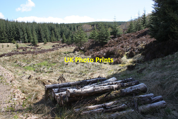 Photo 6"x4" Clearing in plantation Carn Chrom c2010