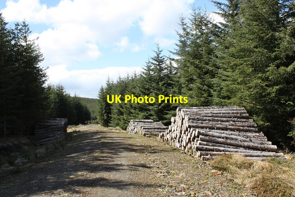Photo 6"x4" Track through plantation Carn Chrom c2010