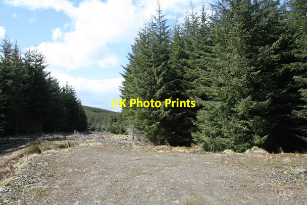 Photo 6"x4" End of forestry track Carn Chrom c2010