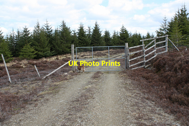 Photo 6"x4" Entrance to plantation east of Scaut Hill Scaut Hill\/NJ3331 c2010