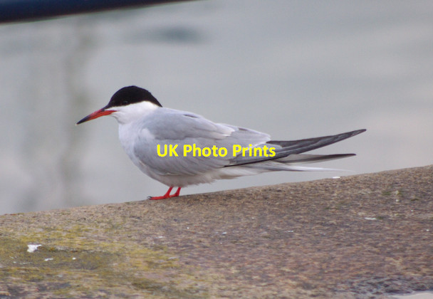 Photo 6"x4" Common Tern, Bangor Bangor\/J5081 c2010