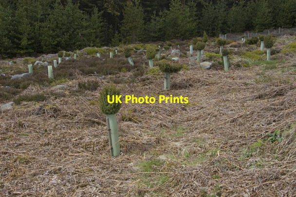 Photo 6"x4" New plantings in Wheeldale Plantation Wheeldale Gill c2010