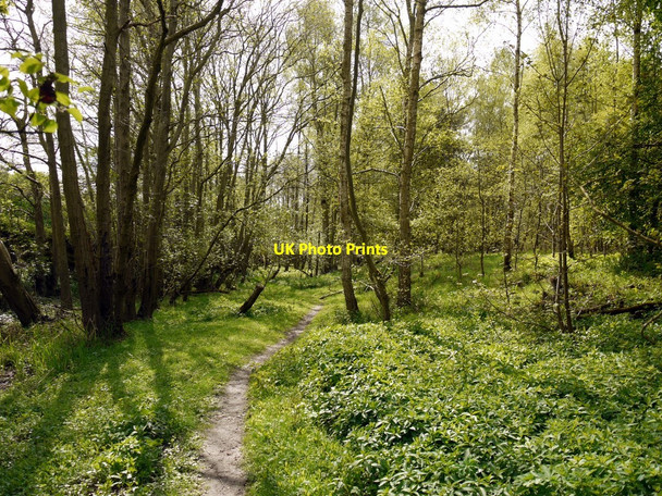 Photo 6"x4" Woodland, Beltingham Nature Reserve Bardon Mill c2010