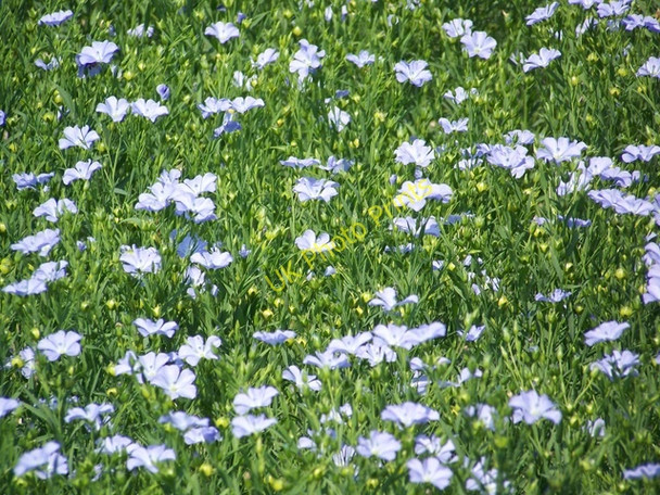 Photo 6"x4" Linseed flax (Linum usitatissimum), near Whitsbury Rockbourne c2009