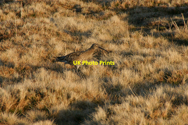 Photo 6"x4" Curlew (Numenius arquata), Sothers Field Kirkaton c2010