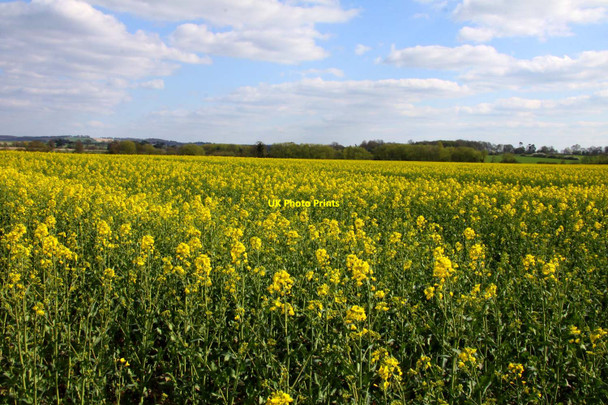 Photo 6"x4" Field of rape near Chalgrove Chalgrove c2010