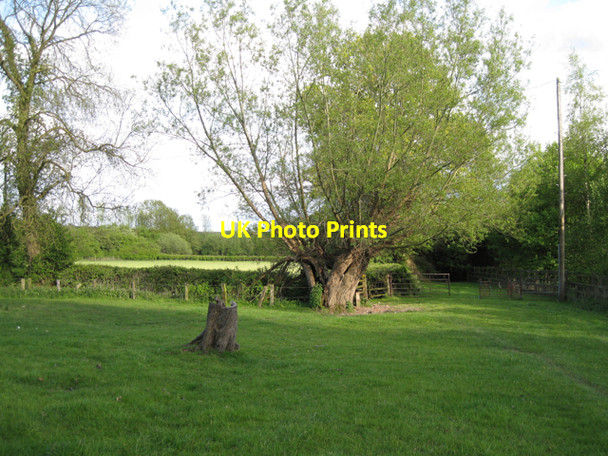 Photo 6"x4" Pollarded willow Copt Green c2010
