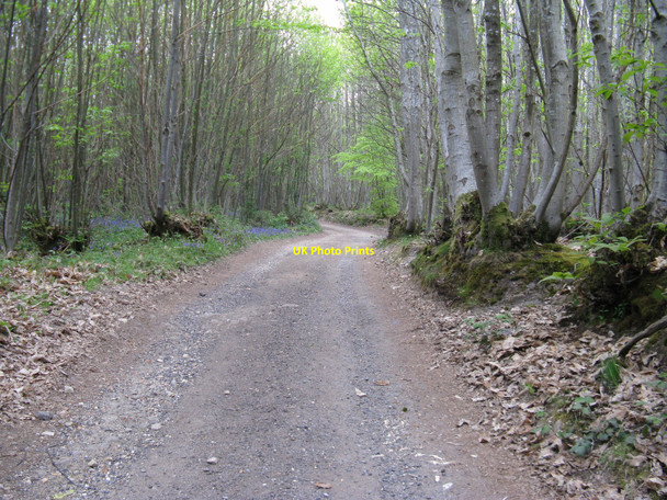 Photo 6"x4" Track through Vining Copse Leggatt Hill c2010