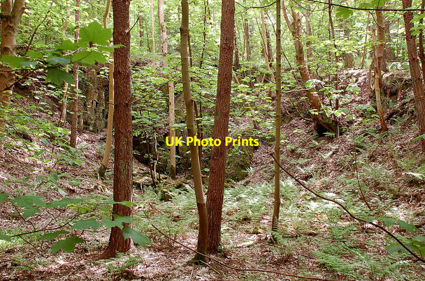 Photo 6"x4" Old quarry in Natives Wood Ancrum c2010