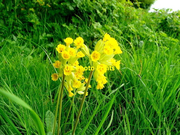 Photo 6"x4" Cowslip, Primula veris Martin Drove End c2010