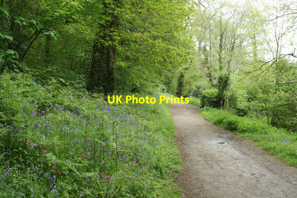 Photo 6"x4" Calstock: path near Cothele Quay Calstock c2010