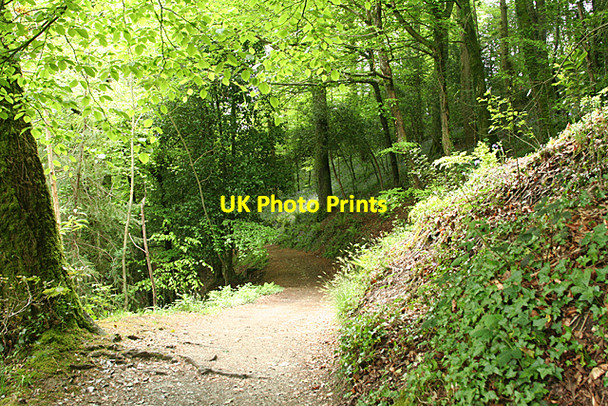Photo 6"x4" Calstock: path in Cothele Wood Calstock c2010