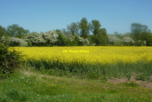 Photo 6"x4" Field by Lee Beck South Leverton c2010