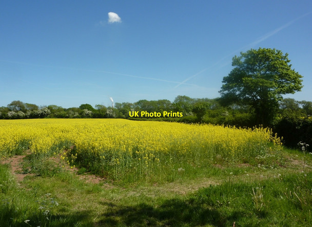 Photo 6"x4" Field of oil-seed rape South Leverton c2010