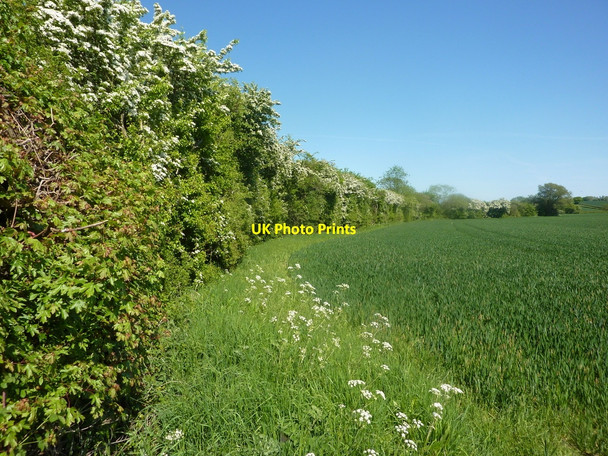 Photo 6"x4" Field and hedge following the course of a stream Woodbeck c2010