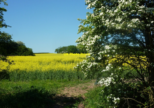 Photo 6"x4" May blossom and oil-seed rape Headon\/SK7477 c2010