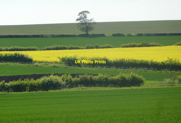 Photo 6"x4" Fields west of Treswell Wood Grove\/SK7379 c2010