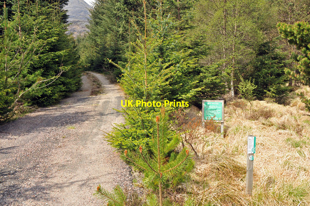 Photo 6"x4" Track into Moy Woods Torgulbin c2010