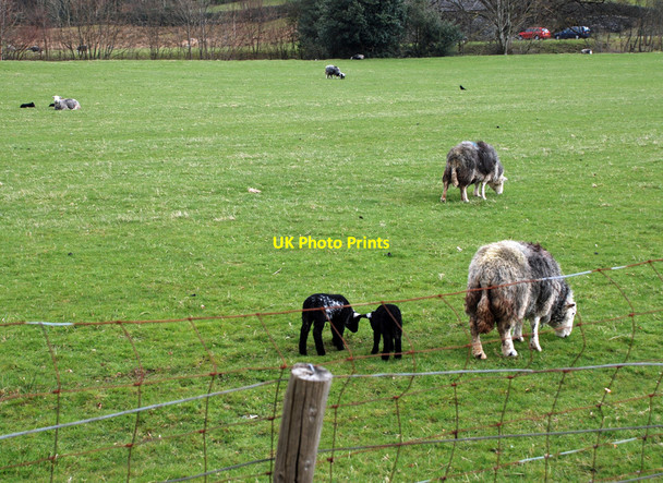 Photo 6"x4" B5289 near Rosthwaite Rosthwaite\/NY2514 c2010