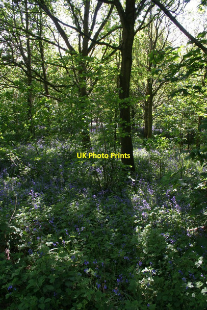 Photo 6"x4" Bluebells, Hollybank Wood Hampsthwaite c2010