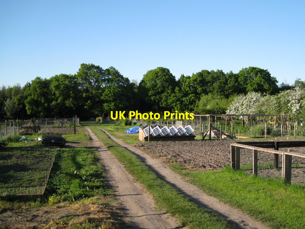 Photo 6"x4" Allotments, Table Oak Lane Meer End c2010