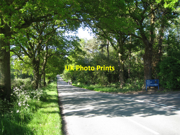 Photo 6"x4" Holly Lane by West Midlands Police Dog Training Centre Balsall c2010