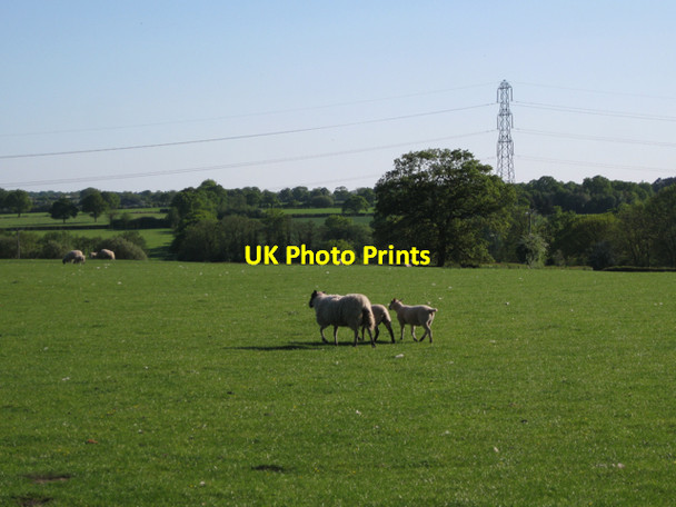 Photo 6"x4" Sheep near Glendale Farm Meer End c2010