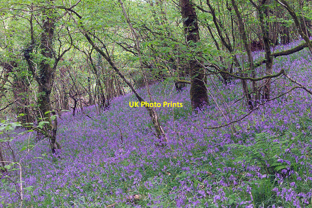 Photo 6"x4" Bluebell Wood, Meldon Meldon\/SX5592 c2009