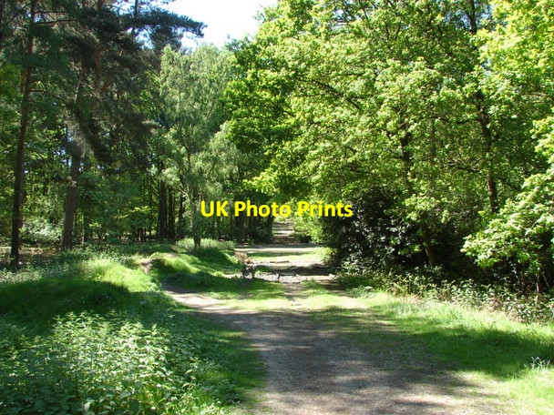 Photo 6"x4" Swinley Forest South Ascot c2010