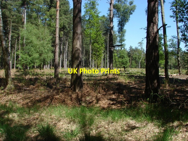 Photo 6"x4" Swinley Forest South Ascot c2010