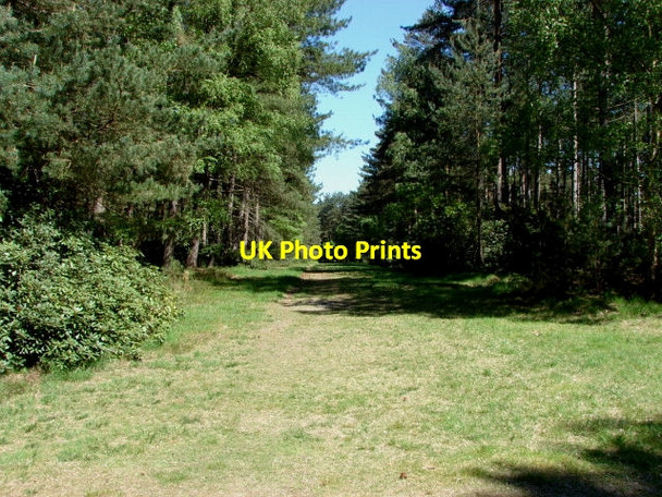 Photo 6"x4" Swinley Forest South Ascot c2010