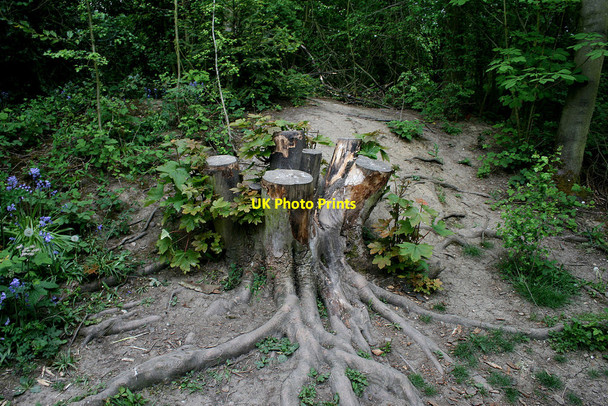 Photo 6"x4" Regrowth on a sycamore Beeston\/SK5236 c2010