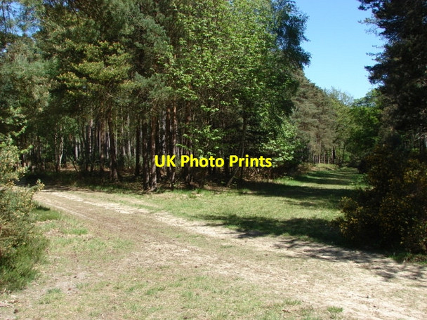 Photo 6"x4" Swinley Forest South Ascot c2010 P2