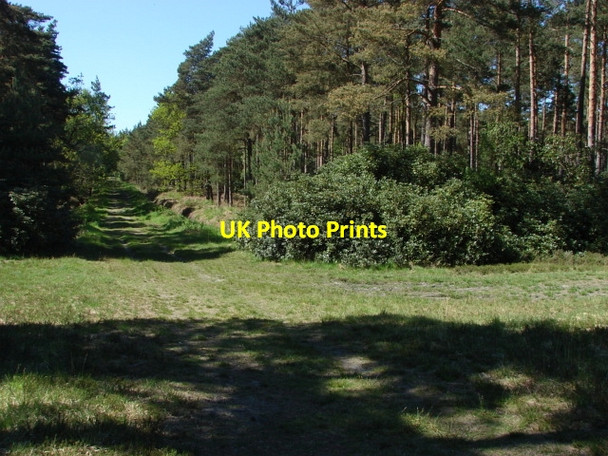 Photo 6"x4" Swinley Forest Bagshot\/SU9163 c2010