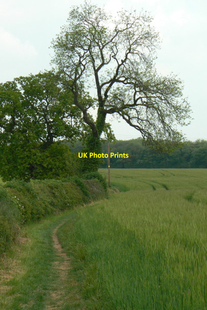 Photo 6"x4" Hedgerow trees Nuthall c2010
