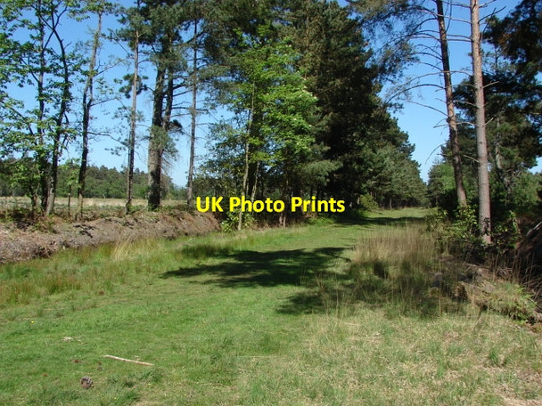 Photo 6"x4" Swinley Forest Bagshot\/SU9163 c2010 P3