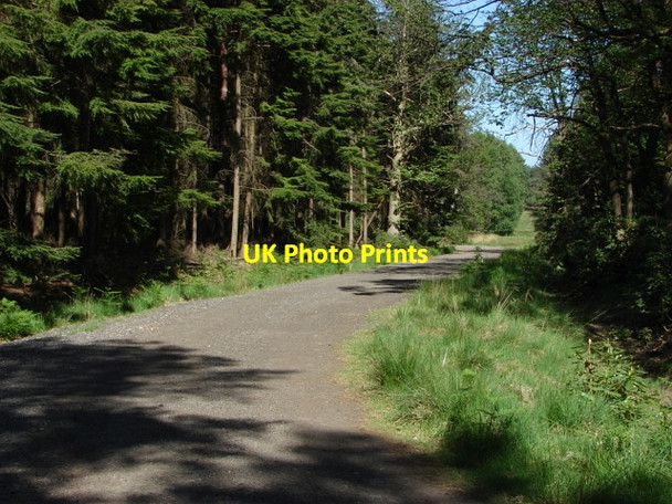 Photo 6"x4" Swinley Forest South Ascot c2010