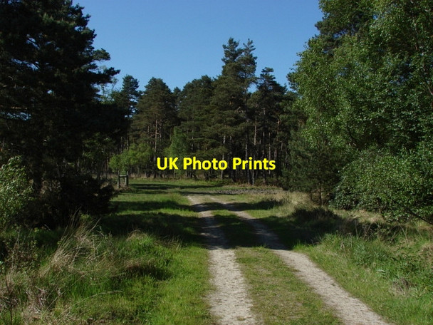 Photo 6"x4" Swinley Forest North Ascot c2010 P3