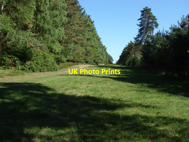 Photo 6"x4" Swinley Forest North Ascot c2010 P7