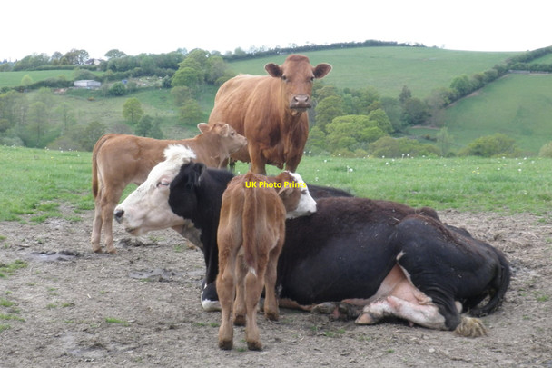 Photo 6"x4" Cows and calves, near Eastern Hill Farm Sowton Barton c2010
